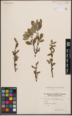 Foto von Salix cinerea L. x Salix nigricans Sm.
